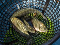 Monitoring of harvested fish species, their size, weigth and overal health (photo by Jan Staš)