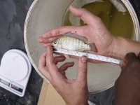 Monitoring of harvested fish species, their size, weigth and overal health (photo by Radim Kotrba)