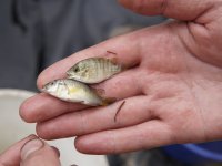 Monitoring of fingerlings, their size, weigth and overal health (photo by Radim Kotrba)