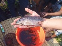 Monitoring of harvested fish species, their size, weigth and overal health (photo by Jan Staš)