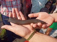 Monitoring of harvested fish species, their size, weigth and overal health (photo by Petr Pudil)