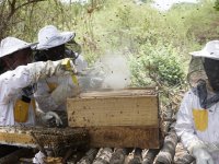 Inspection of beehives and harvest of honey (photo by Petr Pudil)