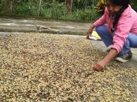 Mrs. Maria Gilma Diaz is selecting the best coffee beans to be sold at the market