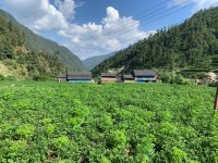 Study area Hilly Region (Potato Field Area)