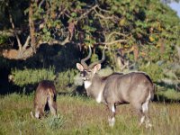 Bale Mountains National Park, Mountain nyala (Tragelaphus buxtoni)