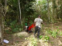 Trial of wood chipping