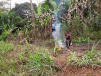 Slash-and-burn agriculture