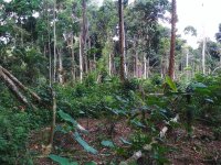 Cocoyam cropfield by the forest edge