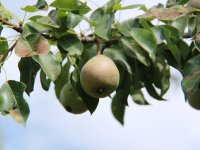 Pyrus turkomanica is one of edangered NTFP species (Photo credit Maksim Kulikov)