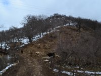 Soil erosion in forest pastures through trampling (Photo credit Azamat Azarov)