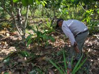 20.Key informant showing plants of Calathea allouia