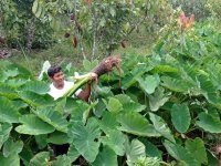 21.Natural growing of taro in cocoa plantation lowlands. San Alejandro - Ucayali
