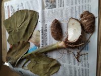 23.A voucher specimen of Colocasia for mounting and storage in the herbarium
