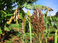 Sorghum in permaculture center within one of our projects, Arba Minch, Ethiopia (photo by Jan Staš)