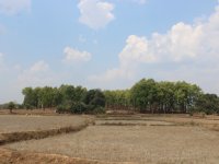 Forest patch conserved as a Sacred Grove adjacent to farmlands