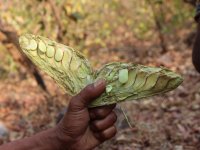 Xylia xylocarpa fruit (seeds consumed as a snack)