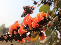 Flowers of Butea monosperma observed in full bloom during forest walks