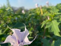 Datura stramonium