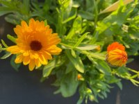 Calendula officinalis