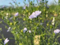 Linum usitatissimum 'Azur'