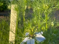 Nigella damascena