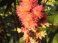 Ricinus communis 'Gibsonii Implala'