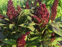 Amaranthus paniculatus L. ‘Atropurpureus’