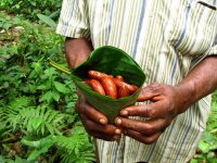 Seeds, the main product of G. kola