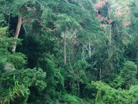 Study site_Curanja river vegetation