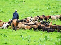 Grazing on a high mountain pasture