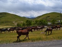 Spring migration to upland pastures