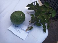 Zbyněk Polesný showing the local neglected and underutilised fruit species