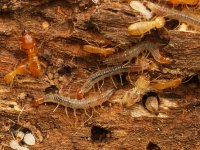 ermit rodu Schedorhinotermes s termitofilními houseknkami rodu Paraclystis (Tineidae - moli!)