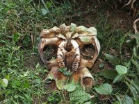 8 Elefant Ipassa