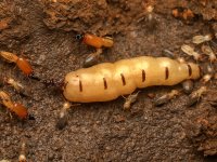 13 Pericapritermes queen