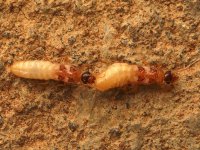 16 Micro pair