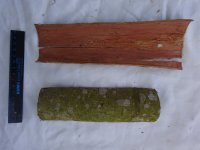Bark from Macaranga tanarius, which was also tested for anti-yeast activity (photo Markéta Houdková)