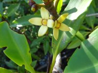 Rizophora mucronata - mangroove which was also tested for its anti-yeast potential (photo Markéta Houdková)