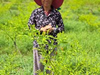 Using biochar in conjunction with vermicompost on this chili pepper farm will help reduce fertilizer costs (photo by Jan Staš)