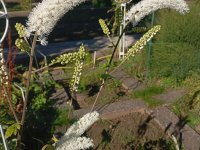 Actaea racemosa