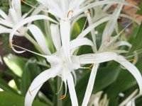 Crinum asiaticum
