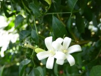 Murraya paniculata