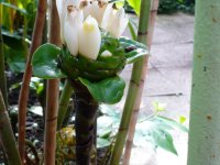 Costus dubius