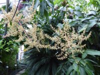 Mangifera indica