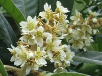 Eriobotrya japonica