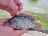 Akvakutlura v Zambii, Oreochromis andersonii (Jan Staš)