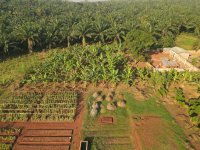 Přeměna plantáže palmy olejné ve Středoafrické republice na agrolesnický produkční systém (Jan Staš)