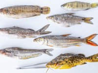 Biodiverzita ryb v záplavové oblasti řeky Zambezi, Mongu, Zambie (Miloslav Petrtýl)