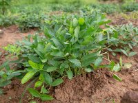 1_Bambara groundnut (Vigna subterranea, Fabaceae) plant