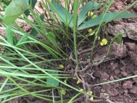 2_Bambara groundnut (Vigna subterranea, Fabaceae) in flowering stage